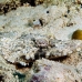 crocodilefish_flathead_nus_h_0705_png1754.jpg